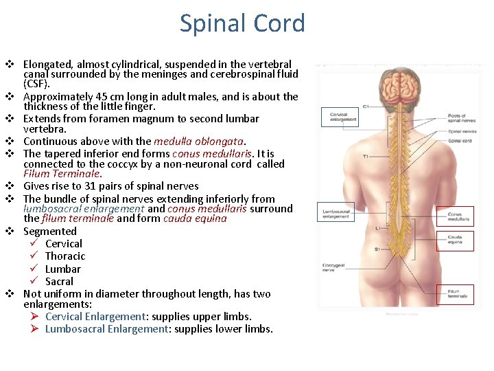 Spinal Cord v Elongated, almost cylindrical, suspended in the vertebral canal surrounded by the