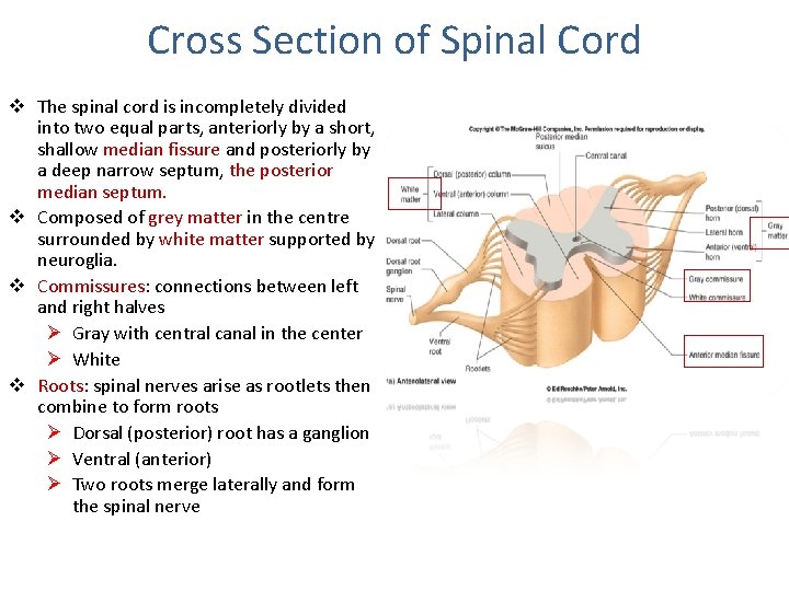 Cross Section of Spinal Cord v The spinal cord is incompletely divided into two