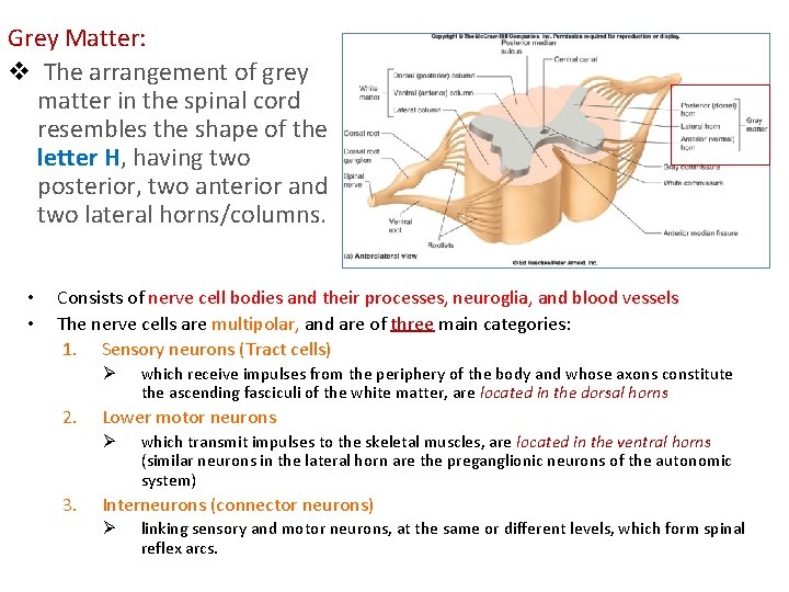 Grey Matter: v The arrangement of grey matter in the spinal cord resembles the