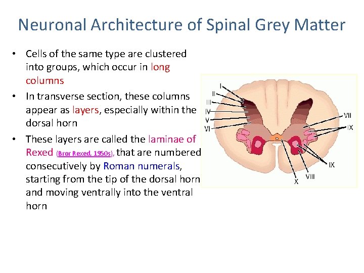 Neuronal Architecture of Spinal Grey Matter • Cells of the same type are clustered