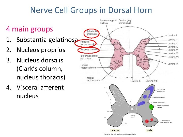 Nerve Cell Groups in Dorsal Horn 4 main groups 1. Substantia gelatinosa 2. Nucleus