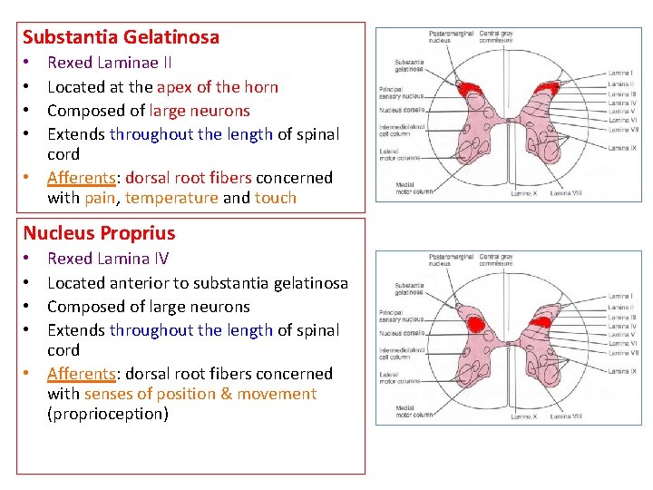 Substantia Gelatinosa Rexed Laminae II Located at the apex of the horn Composed of