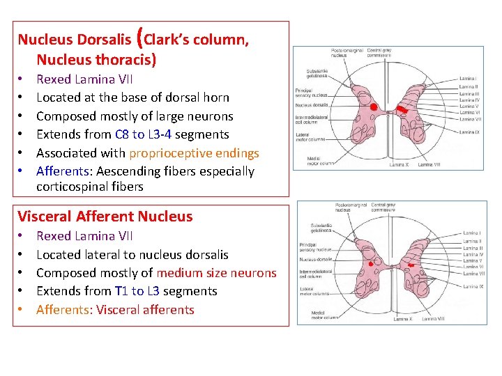 Nucleus Dorsalis (Clark’s column, Nucleus thoracis) • • • Rexed Lamina VII Located at
