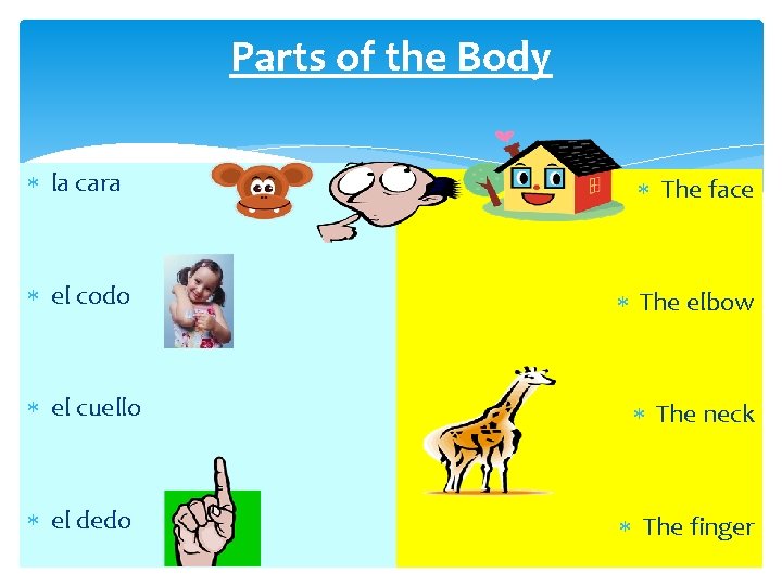 Parts of the Body la cara el codo The face The elbow el cuello