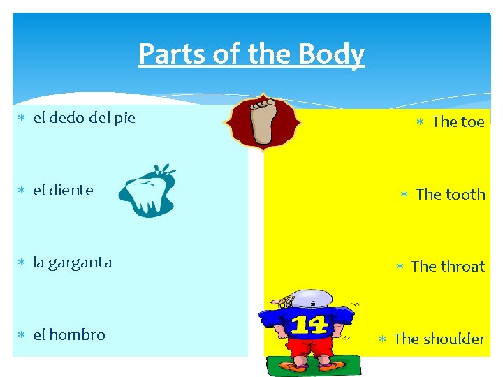 Parts of the Body el dedo del pie The toe el diente The tooth
