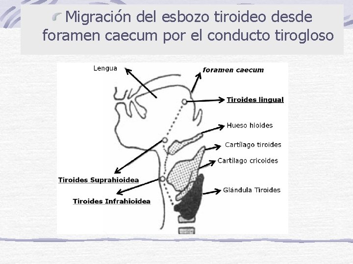 Migración del esbozo tiroideo desde foramen caecum por el conducto tirogloso 