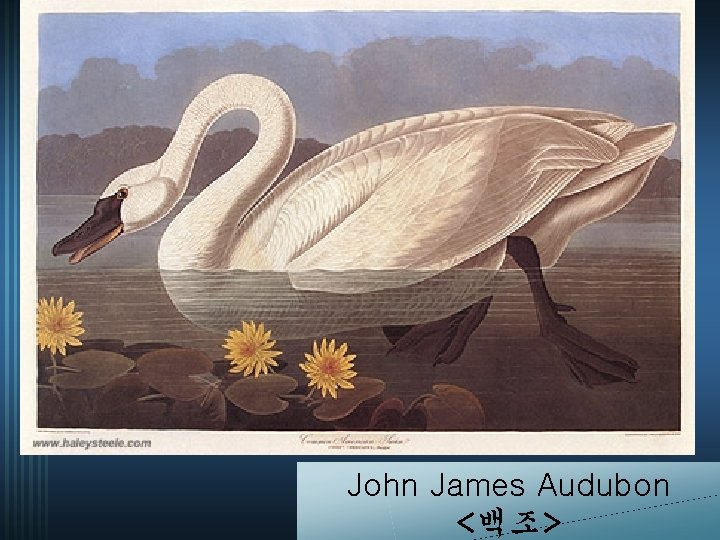 John James Audubon <백조> 