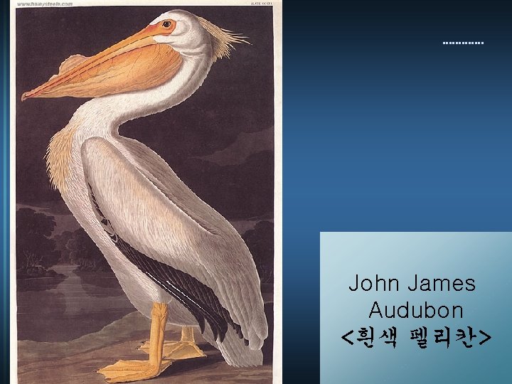 John James Audubon <흰색 펠리칸> 