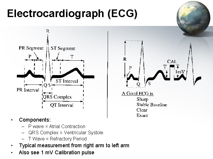 Electrocardiograph (ECG) • Components: – P wave = Atrial Contraction – QRS Complex =