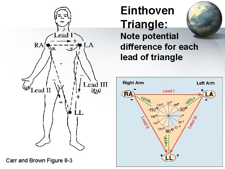 Einthoven Triangle: Note potential difference for each lead of triangle Carr and Brown Figure