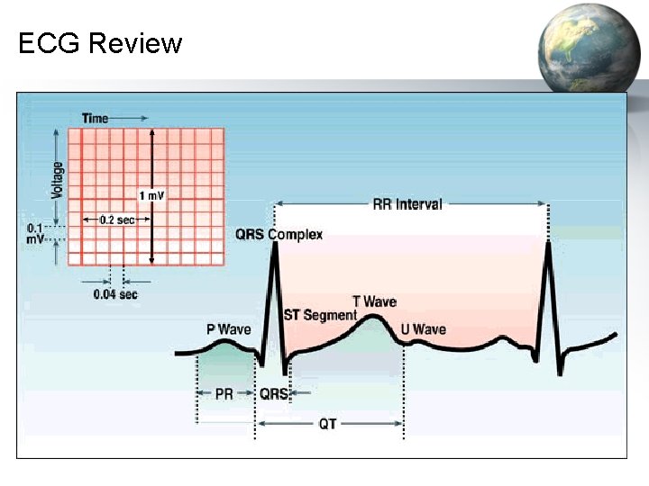 ECG Review 