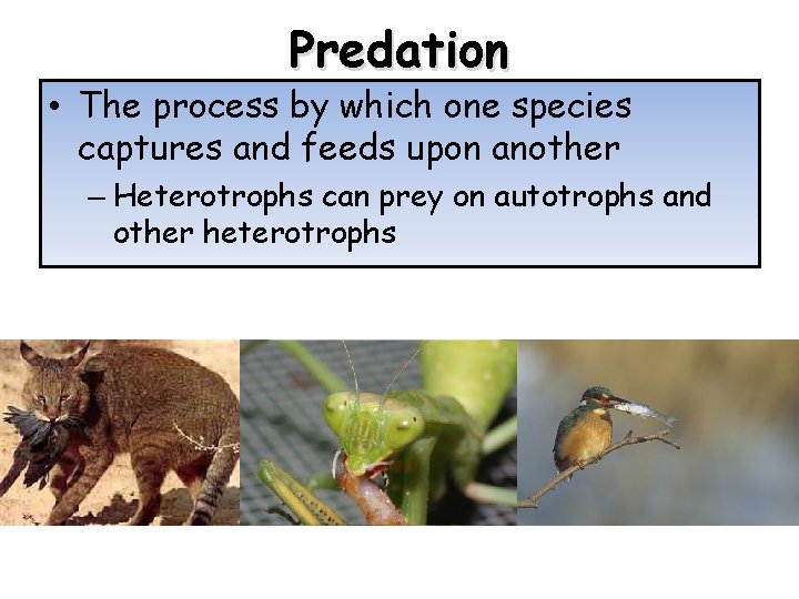 Predation • The process by which one species captures and feeds upon another –