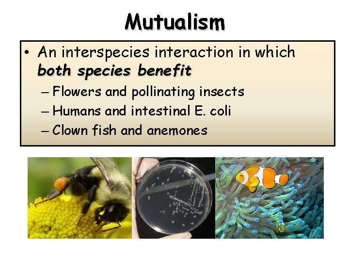 Mutualism • An interspecies interaction in which both species benefit – Flowers and pollinating