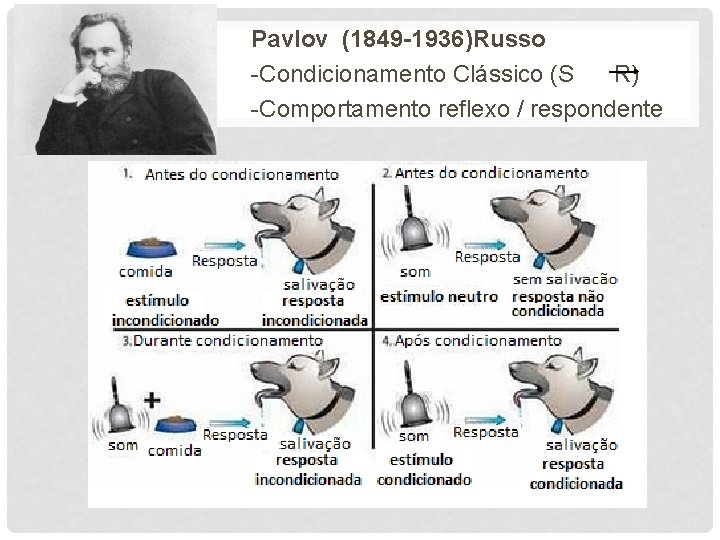 Pavlov (1849 -1936)Russo -Condicionamento Clássico (S R) -Comportamento reflexo / respondente 