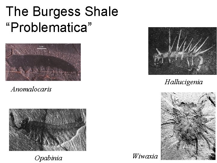 The Burgess Shale “Problematica” Hallucigenia Anomalocaris Opabinia Wiwaxia 