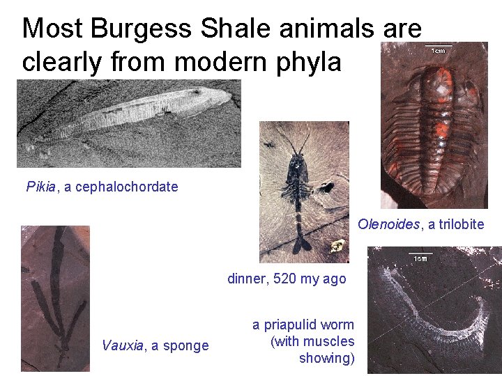 Most Burgess Shale animals are clearly from modern phyla Pikia, a cephalochordate Olenoides, a