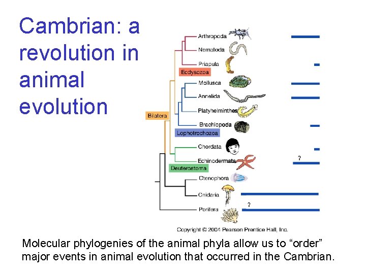 Cambrian: a revolution in animal evolution Molecular phylogenies of the animal phyla allow us