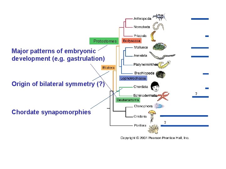 Protostomes Major patterns of embryonic development (e. g. gastrulation) Origin of bilateral symmetry (?