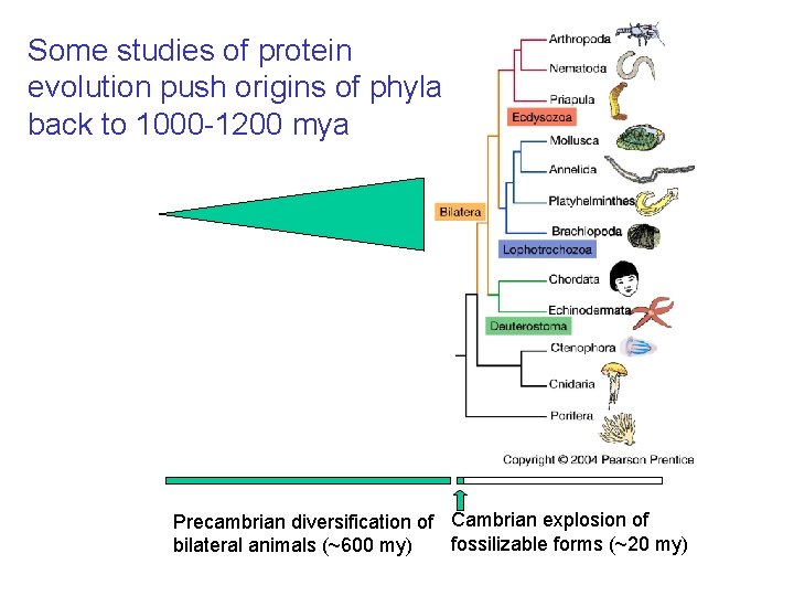 Some studies of protein evolution push origins of phyla back to 1000 -1200 mya