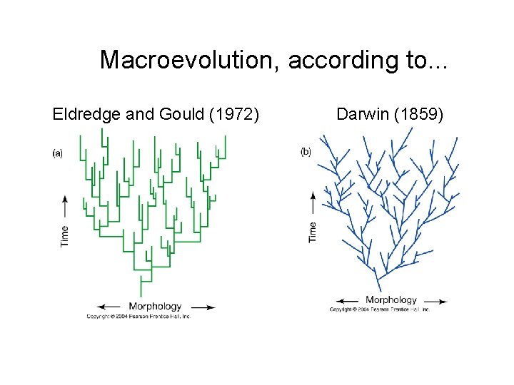 Macroevolution, according to. . . Eldredge and Gould (1972) Darwin (1859) 