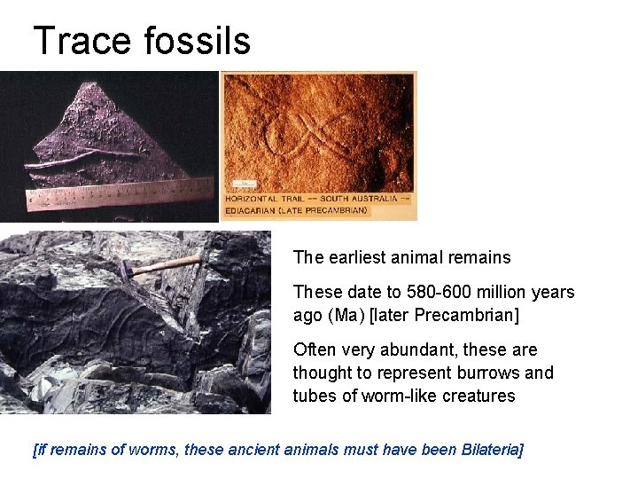 Trace fossils The earliest animal remains These date to 580 -600 million years ago