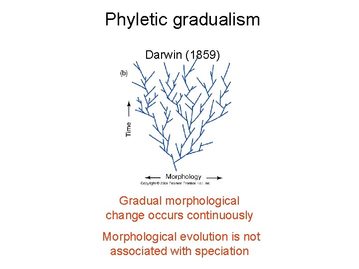 Phyletic gradualism Darwin (1859) Gradual morphological change occurs continuously Morphological evolution is not associated