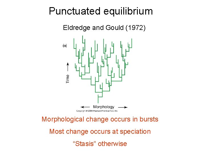Punctuated equilibrium Eldredge and Gould (1972) Morphological change occurs in bursts Most change occurs