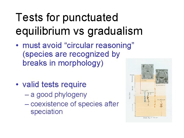 Tests for punctuated equilibrium vs gradualism • must avoid “circular reasoning” (species are recognized