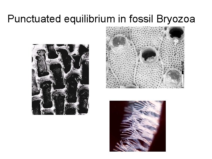 Punctuated equilibrium in fossil Bryozoa 