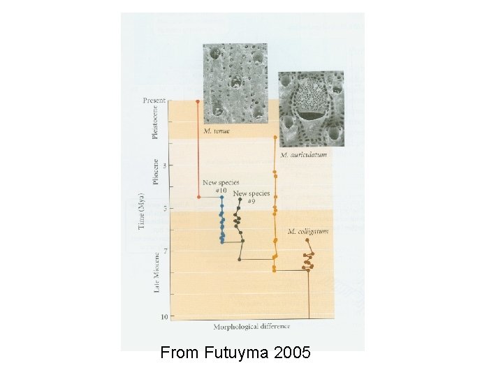From Futuyma 2005 