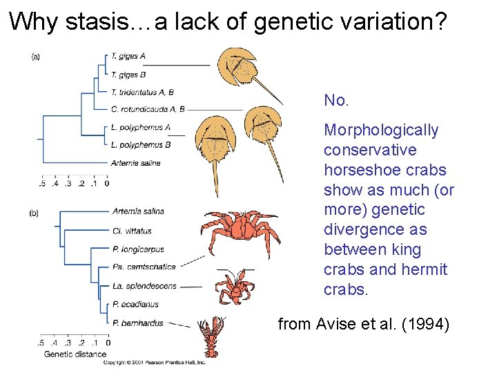 Why stasis…a lack of genetic variation? No. Morphologically conservative horseshoe crabs show as much