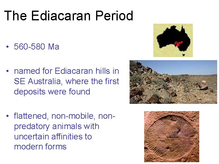 The Ediacaran Period • 560 -580 Ma • named for Ediacaran hills in SE