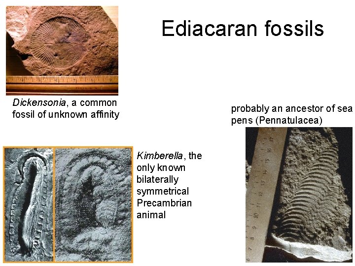 Ediacaran fossils Dickensonia, a common fossil of unknown affinity probably an ancestor of sea