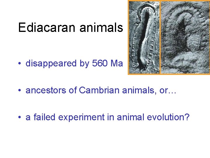 Ediacaran animals • disappeared by 560 Ma • ancestors of Cambrian animals, or… •