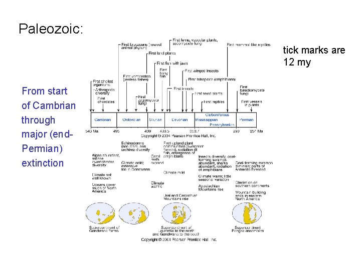 Paleozoic: tick marks are 12 my From start of Cambrian through major (end. Permian)