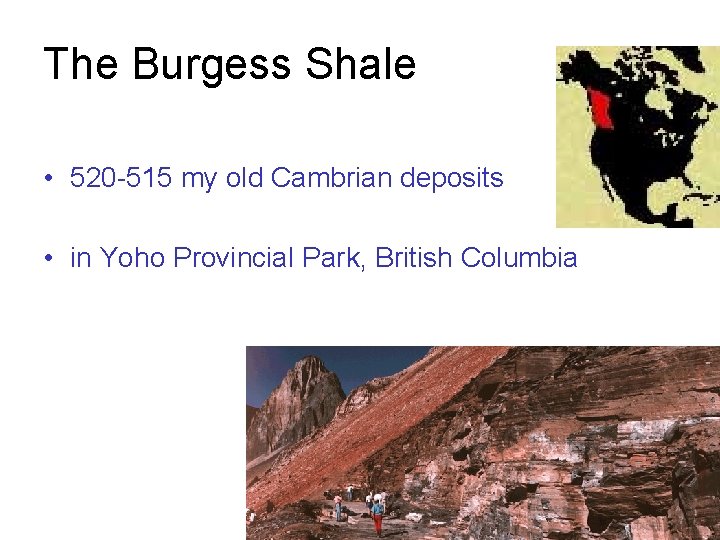The Burgess Shale • 520 -515 my old Cambrian deposits • in Yoho Provincial