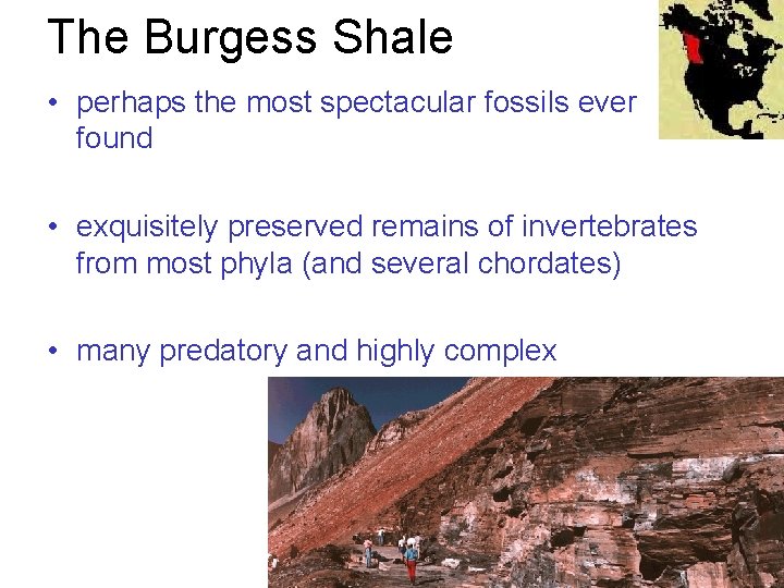 The Burgess Shale • perhaps the most spectacular fossils ever found • exquisitely preserved