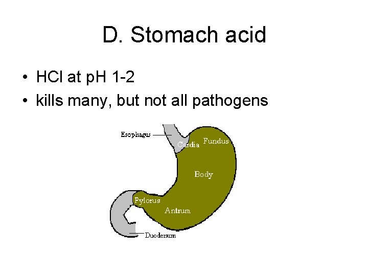 D. Stomach acid • HCl at p. H 1 -2 • kills many, but