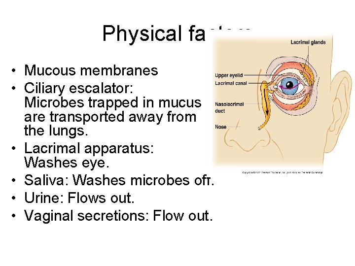 Physical factors • Mucous membranes • Ciliary escalator: Microbes trapped in mucus are transported