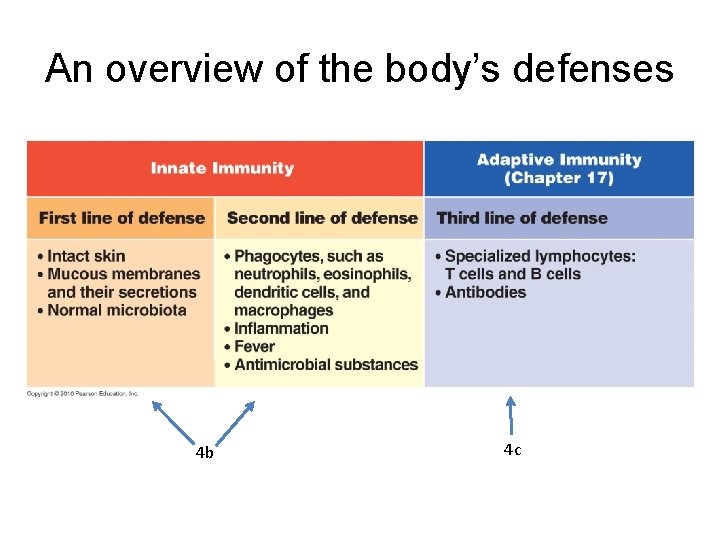 An overview of the body’s defenses • Figure 16. 1 4 b 4 c