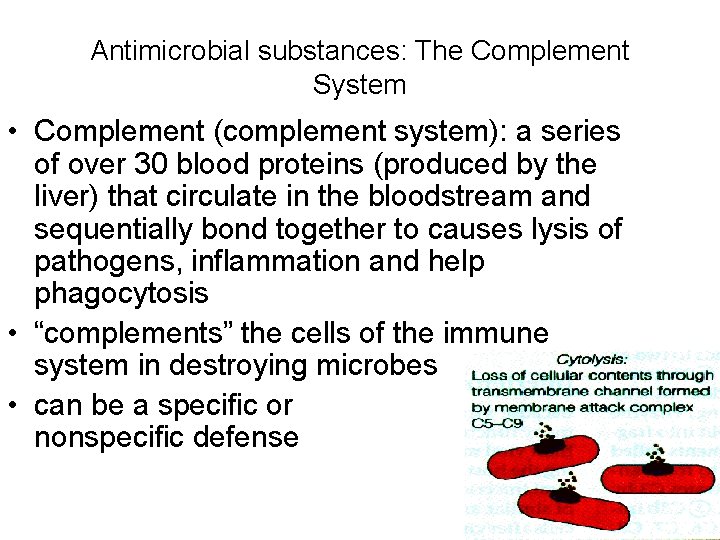 Antimicrobial substances: The Complement System • Complement (complement system): a series of over 30