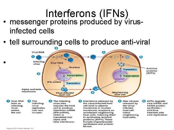 Interferons (IFNs) • messenger proteins produced by virusinfected cells • tell surrounding cells to