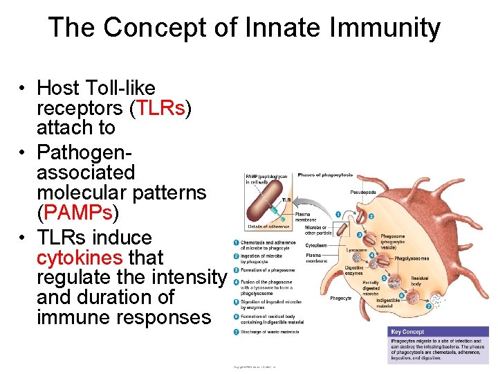 The Concept of Innate Immunity • Host Toll-like receptors (TLRs) attach to • Pathogenassociated