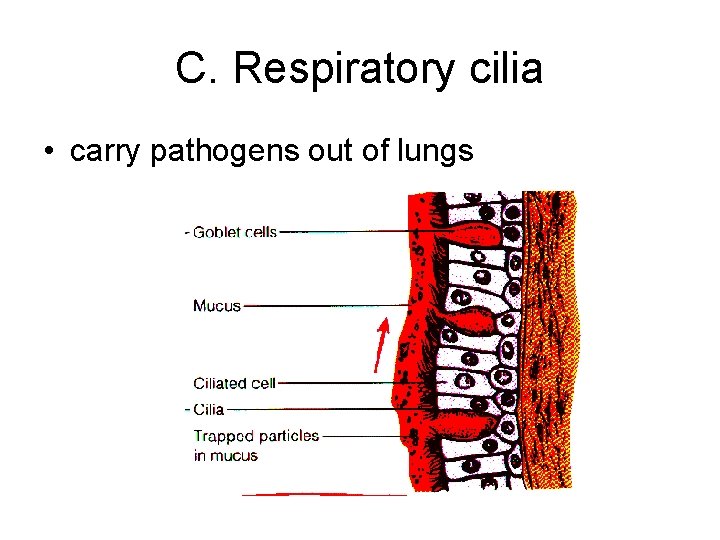 C. Respiratory cilia • carry pathogens out of lungs 