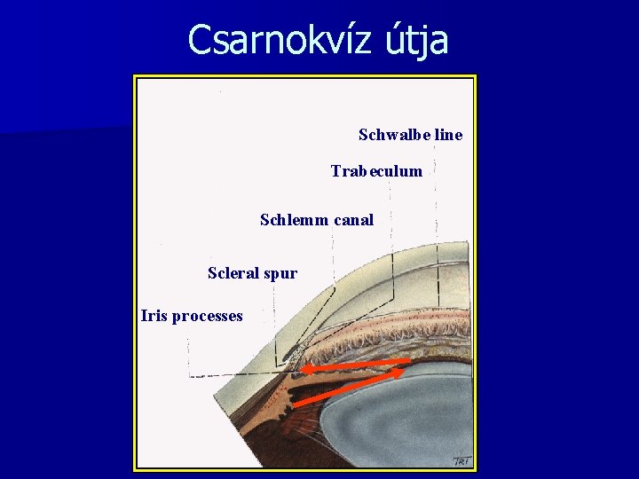 Csarnokvíz útja Schwalbe line Trabeculum Schlemm canal Scleral spur Iris processes 