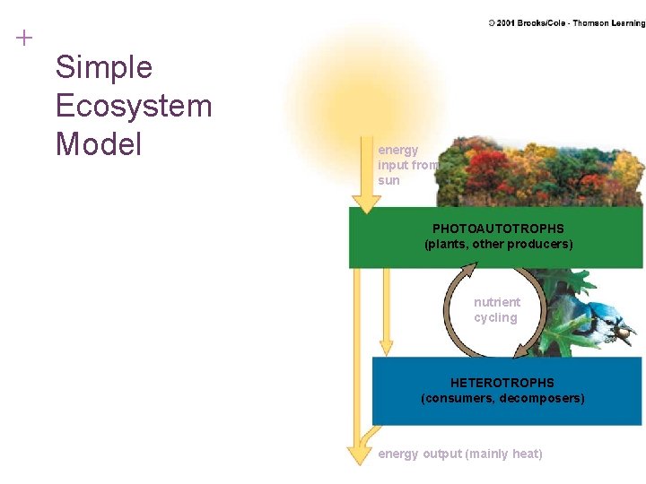 + Simple Ecosystem Model energy input from sun PHOTOAUTOTROPHS (plants, other producers) nutrient cycling