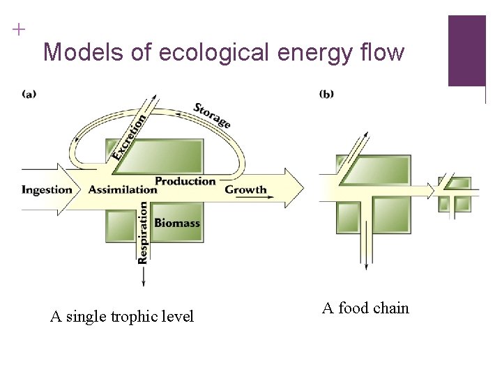 + Models of ecological energy flow A single trophic level A food chain 