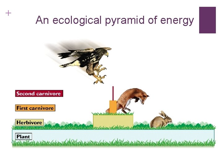 + An ecological pyramid of energy 