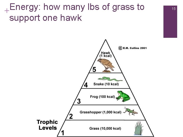 Energy: how many lbs of grass to + support one hawk 15 