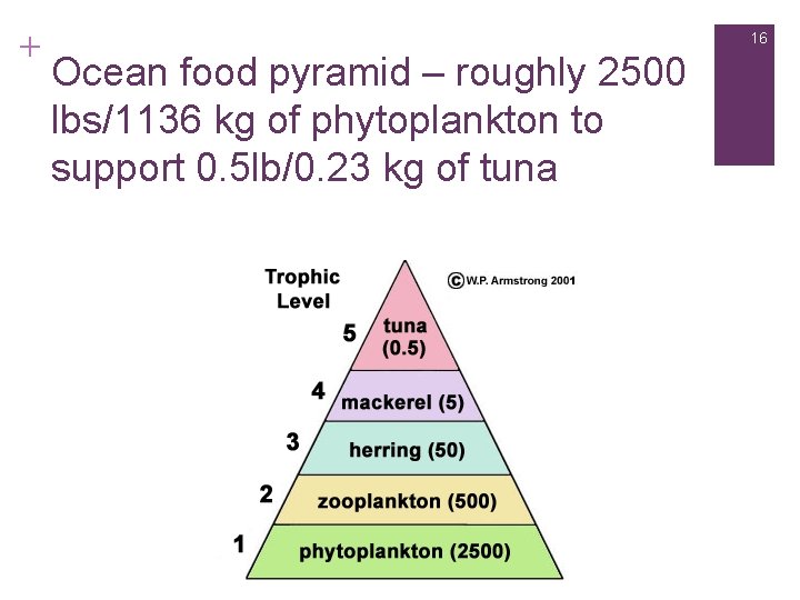 + 16 Ocean food pyramid – roughly 2500 lbs/1136 kg of phytoplankton to support